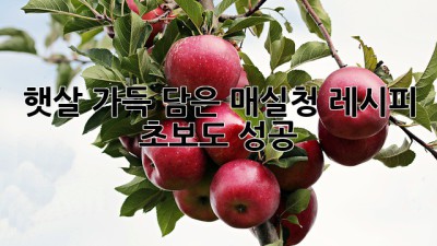 햇살 가득 담은 매실청 레시피: 초보도 성공!